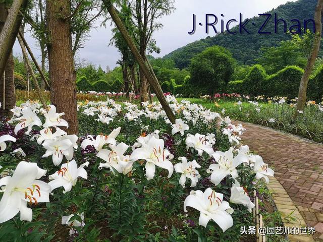 园艺经验分享：百合种植技术