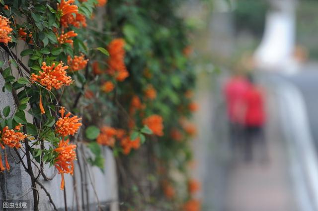 炮仗花进入花期，3步催出满盆“小鞭炮”，一开就是一整冬