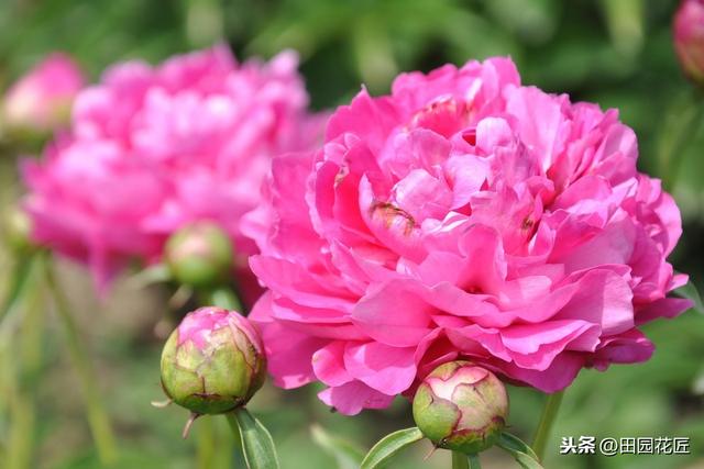 芍药正确种植时间你知道吗？怎样养护芍药才能花大色艳呢？