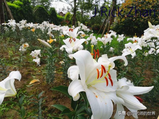 园艺经验分享：百合种植技术