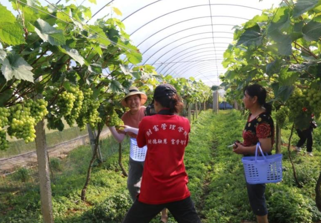 大学生这场公益直播助滞销葡萄打开销路