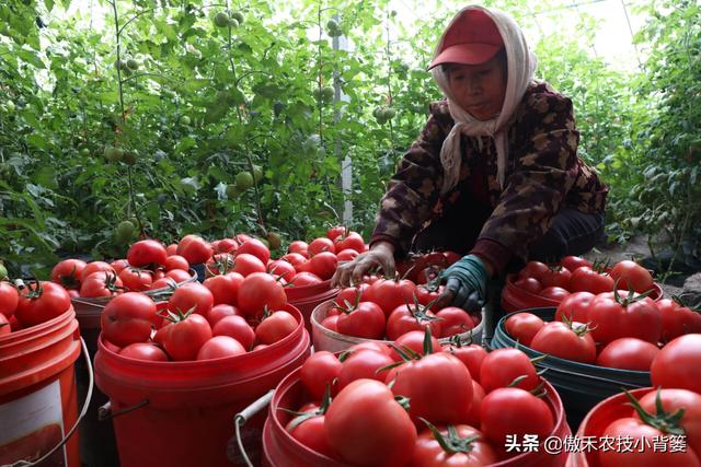 大棚如何种出高产优质的西红柿？种植管理上应当注意这几点