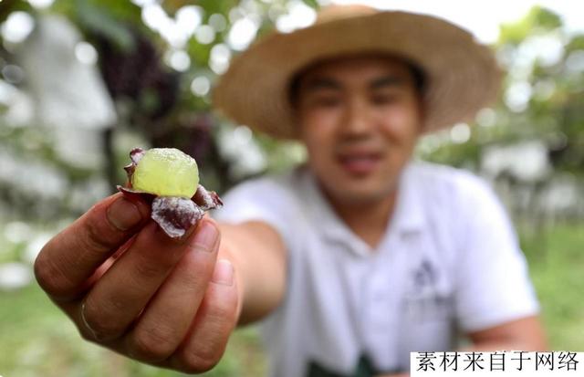 26岁小伙秦岭种葡萄，30亩地收获季月利润20万，每天只睡4小时