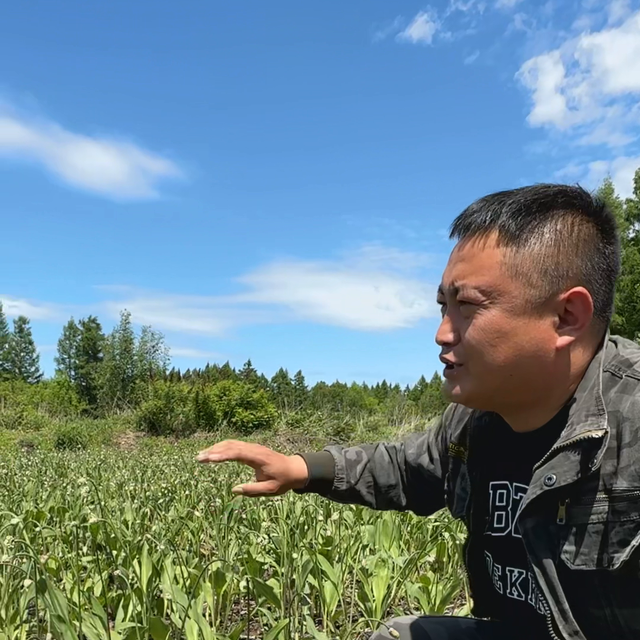 一亩地山葱的收入是多少？寒葱茖葱一亩地种植多少棵栽子。