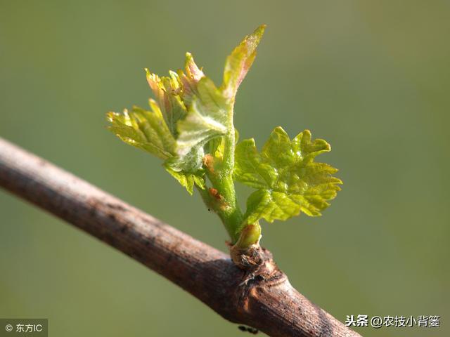 巧妙抓好大棚葡萄各生育期的温度调控管理，轻松实现后期大丰收！