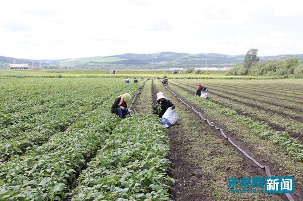 能治病更能治贫 村主任带头种“药”探索致富法宝