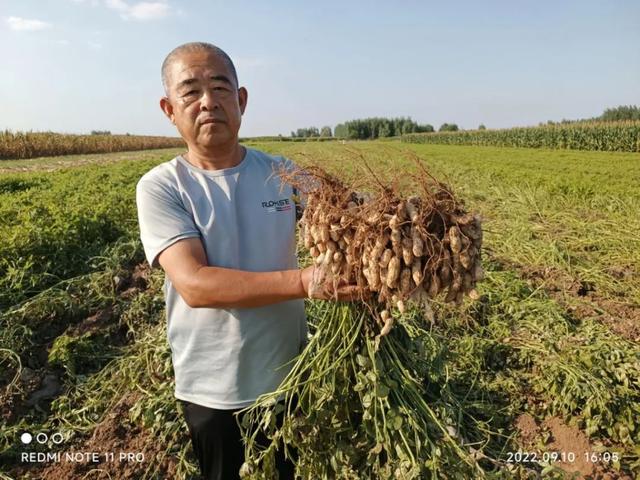 花生如何种更高产？掌握2+7关键生产技术