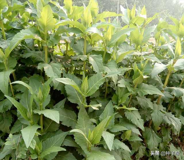 北方高产牧草，串叶松香草自带香味，能收15年，怎么饲喂效果好？