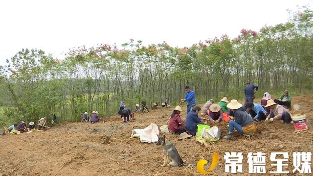 常德澧县：玉竹成为群众致富的新“药方”