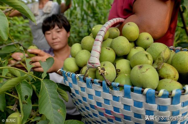 核桃树不结果是什么原因造成？学会这些能让核桃挂满树！