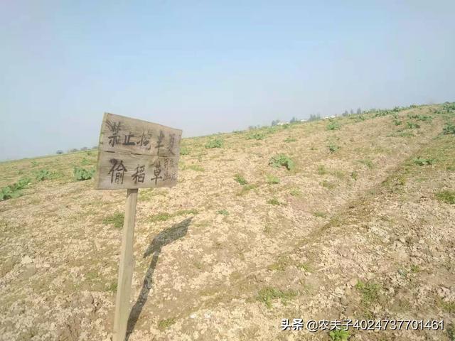 同事家里种五亩田的半夏，亏了五万多；为何明年还要种