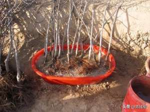 苹果的种植自然条件-深入探究山地苹果栽培管理技术的关键要点