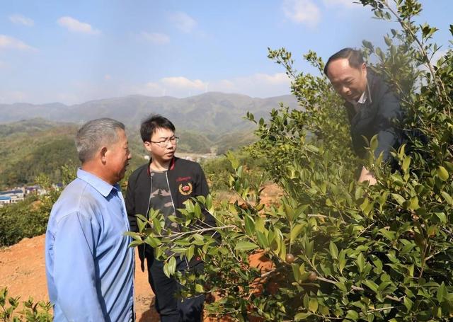 通山：正是油茶丰收时