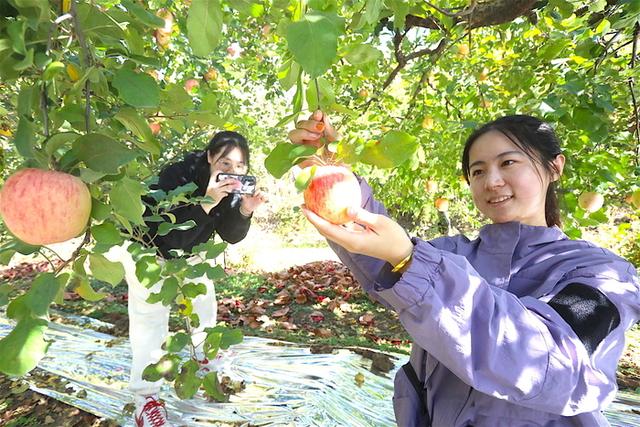 红脆甜香的“高光效”苹果成熟啦，南部山区西营街道等你来采摘