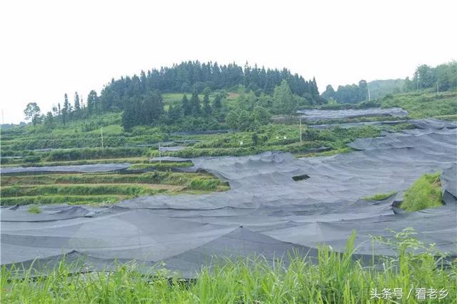 原生态高原竹荪 万山特区精准扶贫