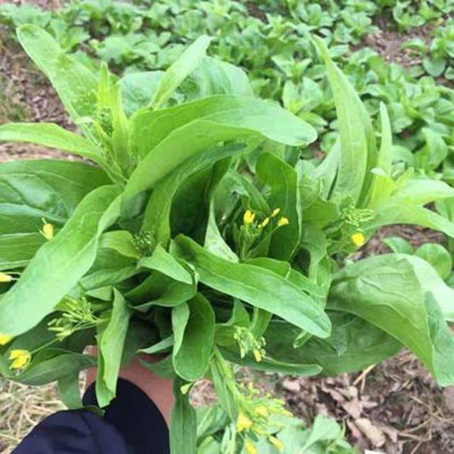 南方浙江菜心的栽培季节和栽培方式