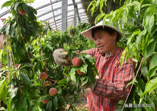 果树种植新技术要点，省时又省力（特别实用）