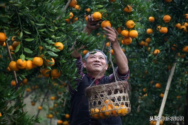 果树种植新技术要点，省时又省力（特别实用）