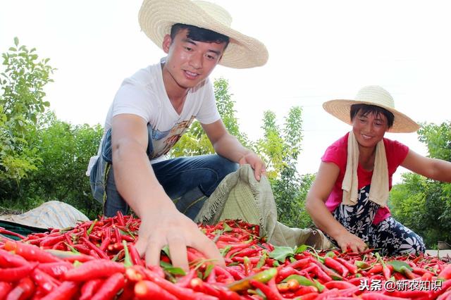 辣椒塑料大棚早熟栽培技术！提高塑料大棚辣椒种植水平