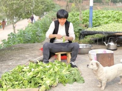 百名记者进百村｜蓬溪县三凤镇书楼村：依托农业产业一体化大环线布局多元化产业相关新闻