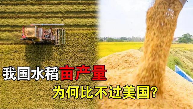 为什么美国人不吃大米水稻种植技术那么好？亩产量比我们还高！