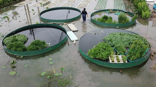 （经济）“水上种植”助农增产增收