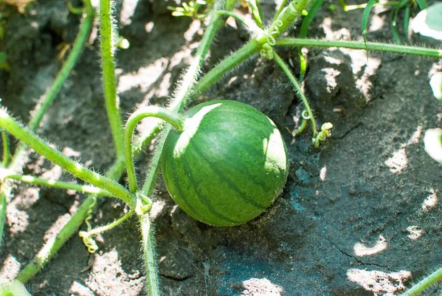 早春苋菜茄子、小西瓜，延秋辣椒，高产高效栽培模式