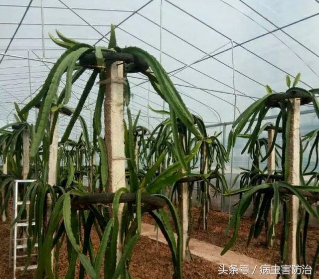 种植火龙果想高产，掌握这些技巧很重要