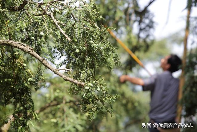 吃个明白：三年长一果的香榧如何挑、怎么吃