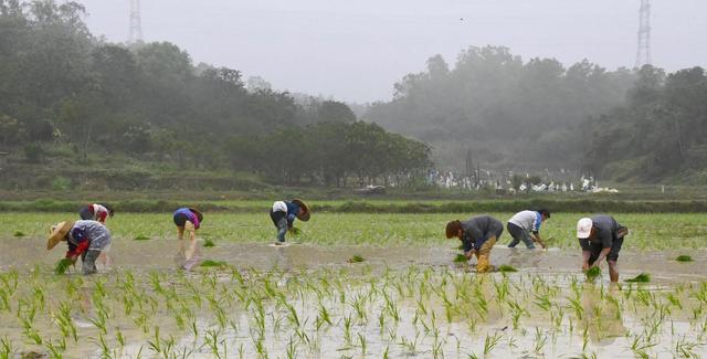 南方种植水稻的过程、成本和收益