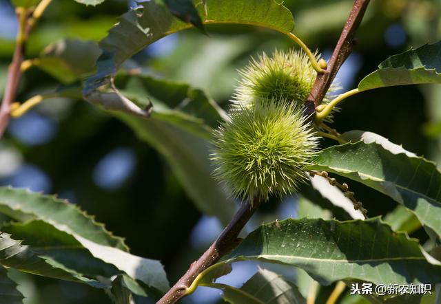 板栗种植技术？怎样才能实现高产？这里干货满满速来学习