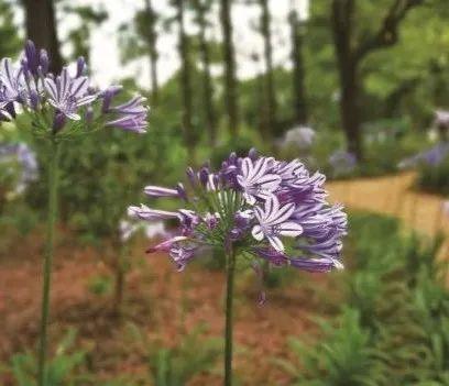 家里阳台种点啥？66种推荐植物在此