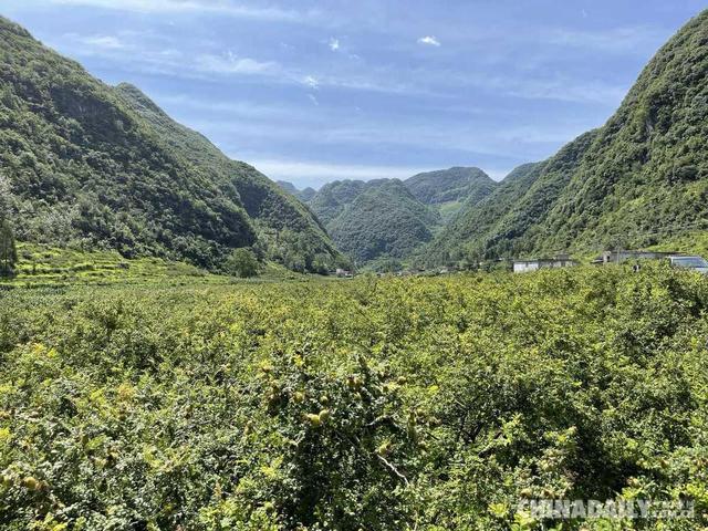 「在生态文明建设上出新绩」靠山吃山 贵州水城区野钟村运用刺梨让百姓腰包鼓起来