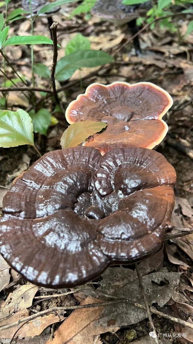 从化林下种植高山灵芝，撑起村民致富梦！