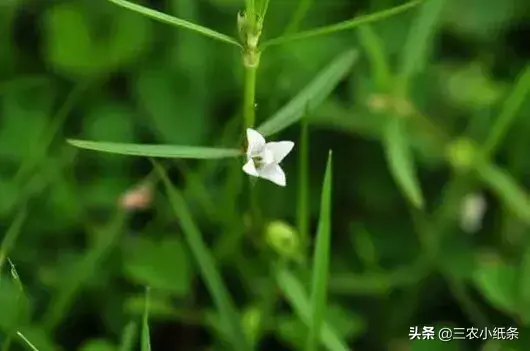 种植白花蛇蛇草-白花蛇舌草：农村房子周边具有经济价值的小草，你认识吗？