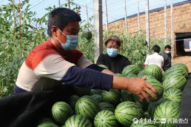 供不应求 摩诃山的特色小西瓜托起乡村振兴大梦想