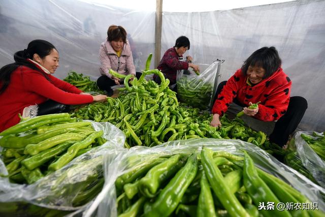 辣椒塑料大棚早熟栽培技术！提高塑料大棚辣椒种植水平