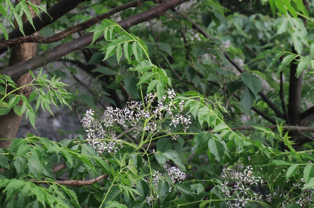 农村1种植物，人称苦楝树，果实立冬后成熟，价值极高