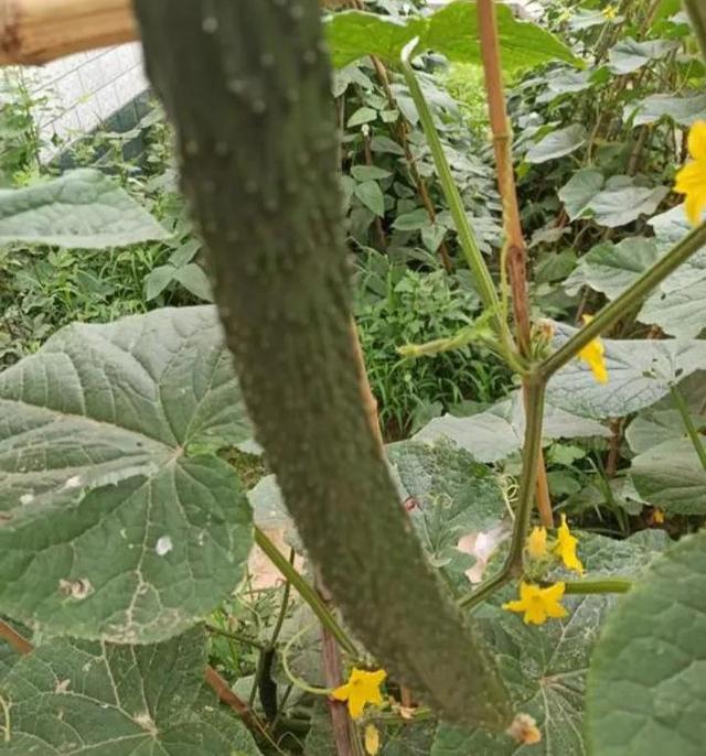 谷雨将至，雨生百谷，农家菜园里种这5种菜，有粮有菜生活愉快