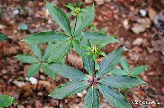 重楼的种植技术，从播种到苗后的管理，即详细又实用