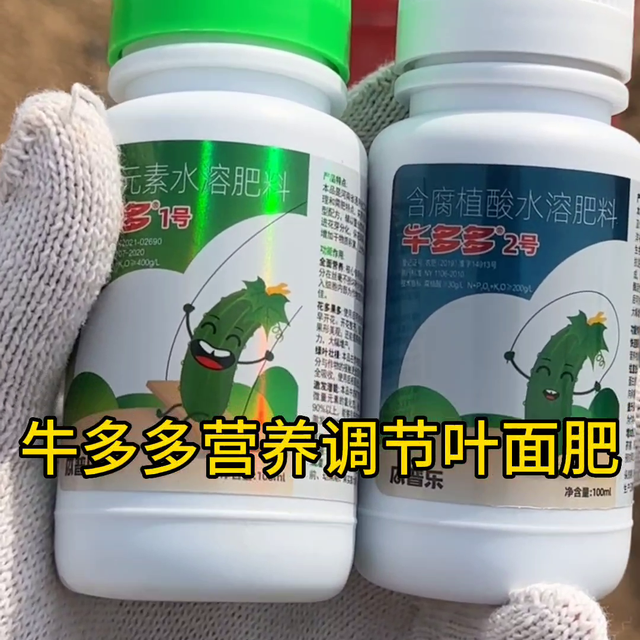 新一轮的降温，你种的大棚蔬菜怎么样了？#黄瓜的种植技巧