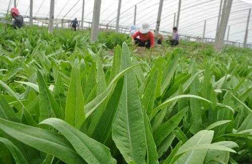 油麦菜要怎么种？油麦菜的种植技术