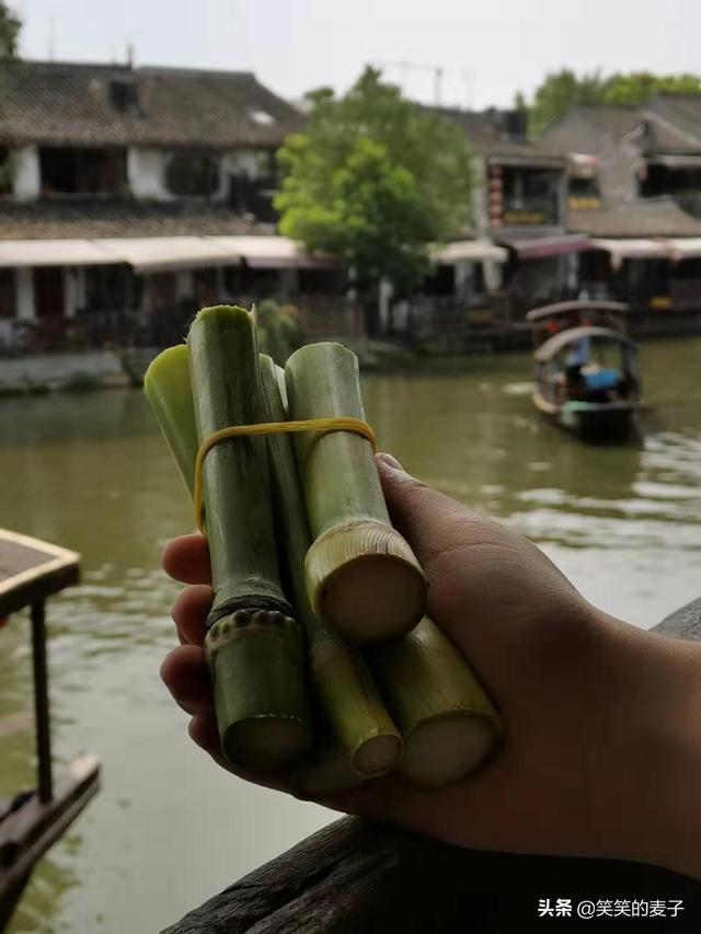 原来它是甜芦粟，甜如甘蔗，清热解毒，长见识了