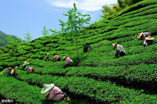 茶叶种植技术及推广策略，规范化栽培技术，不会的来学学吧！