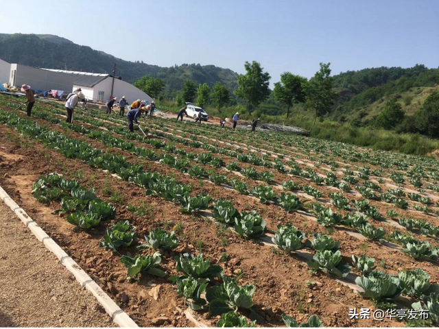 华亭神峪乡：种下小芦笋 托起致富梦