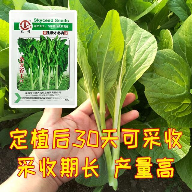 8月种菜早安排！这些蔬菜种，农户都要抓紧种了