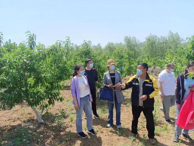 为芦笋种植“开处方”，潍坊的科技特派员把论文“写”到田间地头