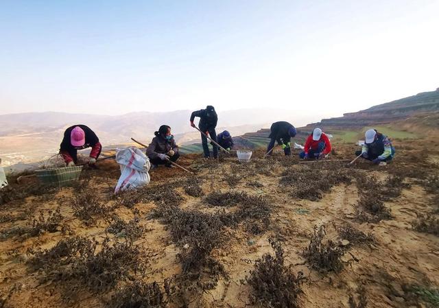 「学习贯彻六中全会精神」武山：地葫芦扎根拓宽致富路