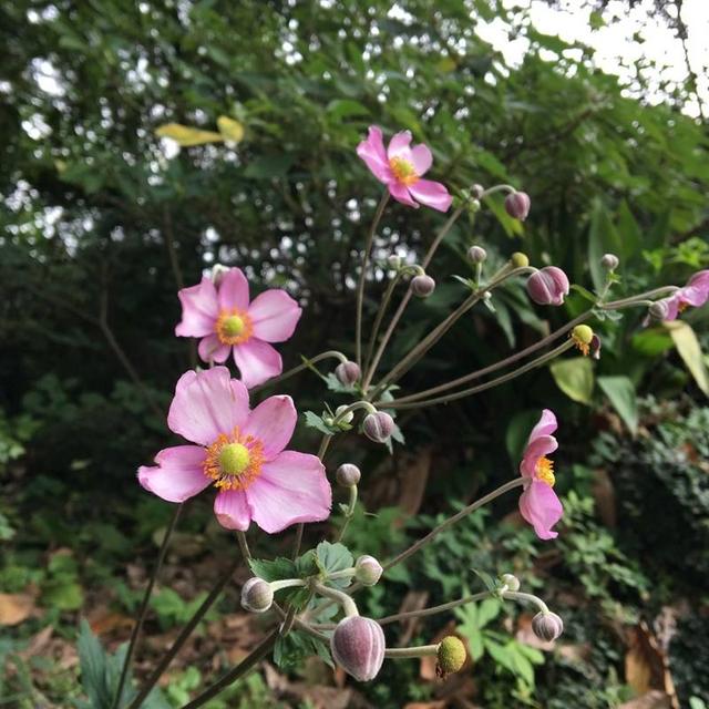 打破碗花花也叫野棉花，它是一种怎样的植物