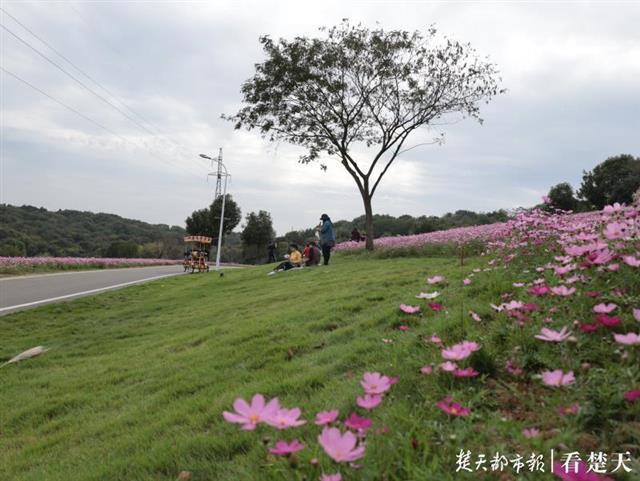 6万平米波斯菊绽放龙灵山，市民赏花时间延至冬季